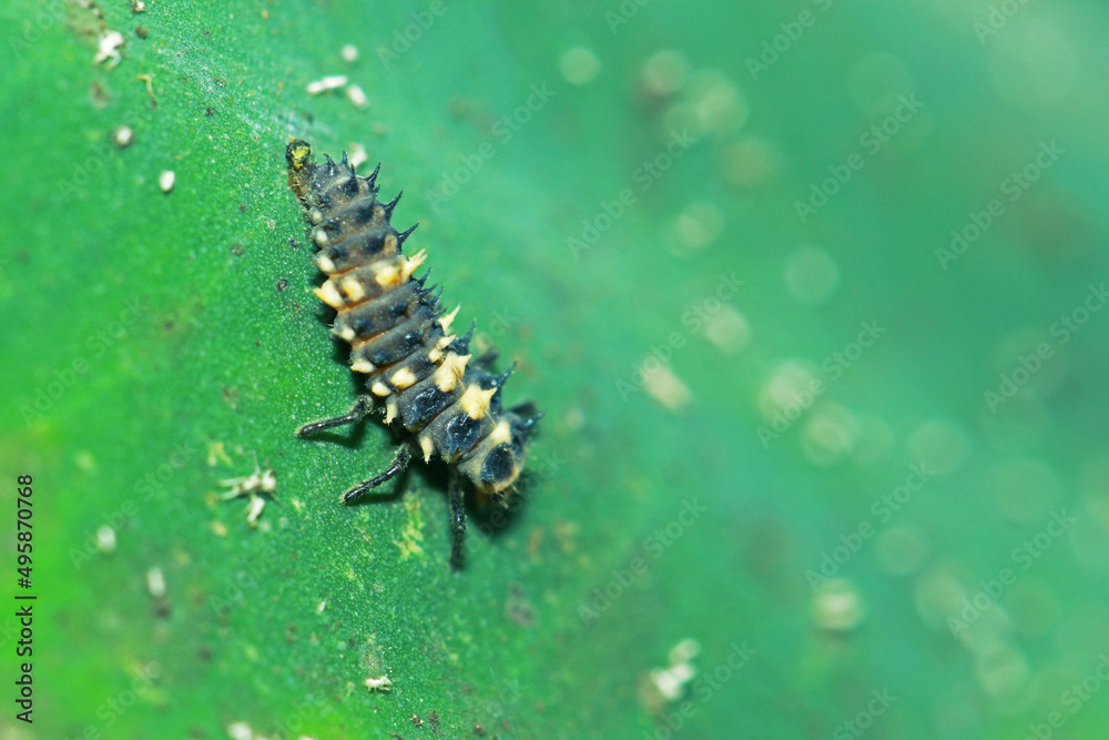 A caterpillar on green leaf