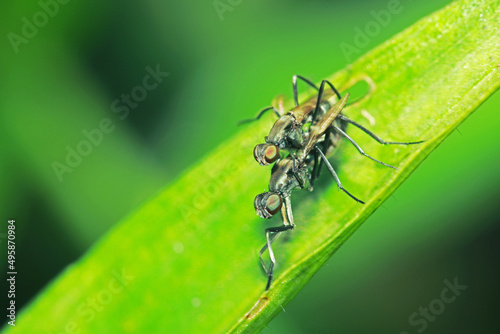 A fly insect  mating on green leaf © Sarin