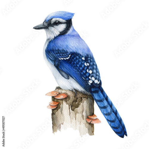 Blue jay bird on the tree stump. Real watercolor illustration. Hand drawn cyanocitta cristata forest wildlife avian. Blue jay common North American bird. White background photo