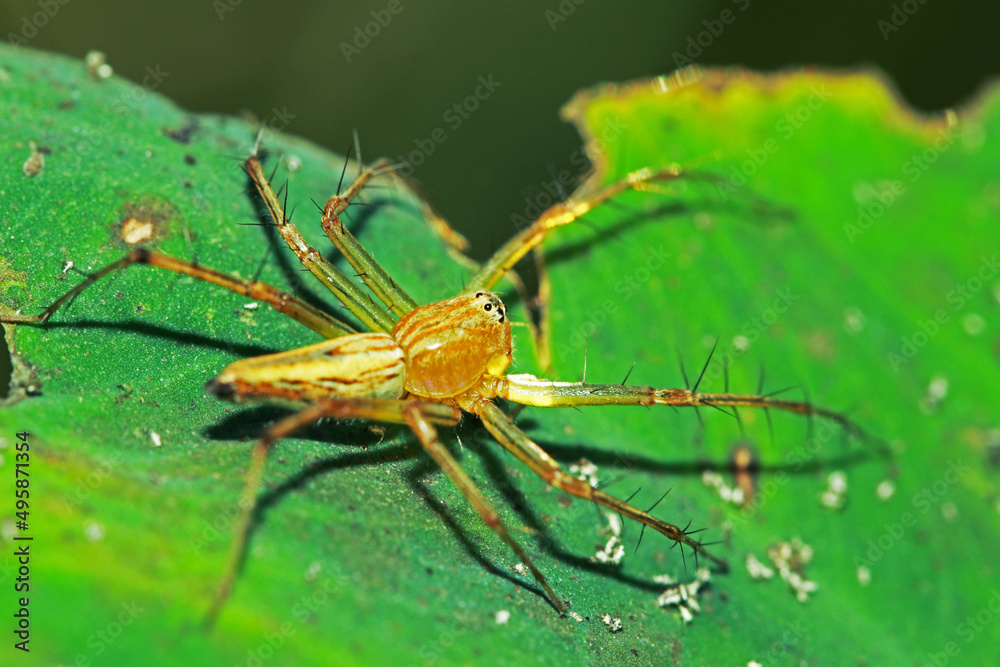Fototapeta premium A link spider on green leaf