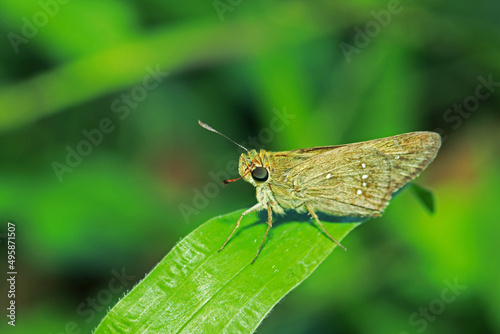 A moth on green leaf