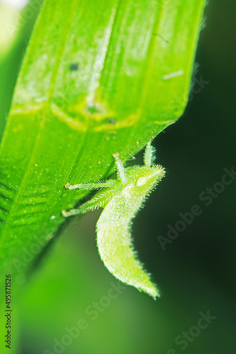 The aphid on leaf in nature