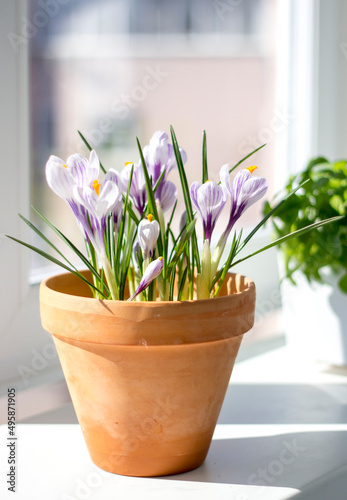 Spring flowers in a pot on the window