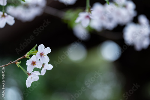 おだやかな雰囲気の桜の花 photo