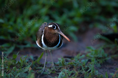 A greater painted snipe, Rostratula benghalensis, on the ground. photo