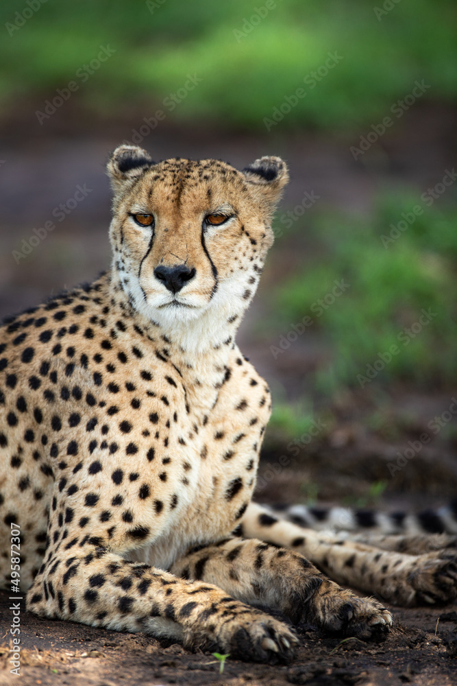 A portrait of a male cheetah, Acinonyx jubatus, lying down A portrait of a male cheetah, Acinonyx jubatus, lying down