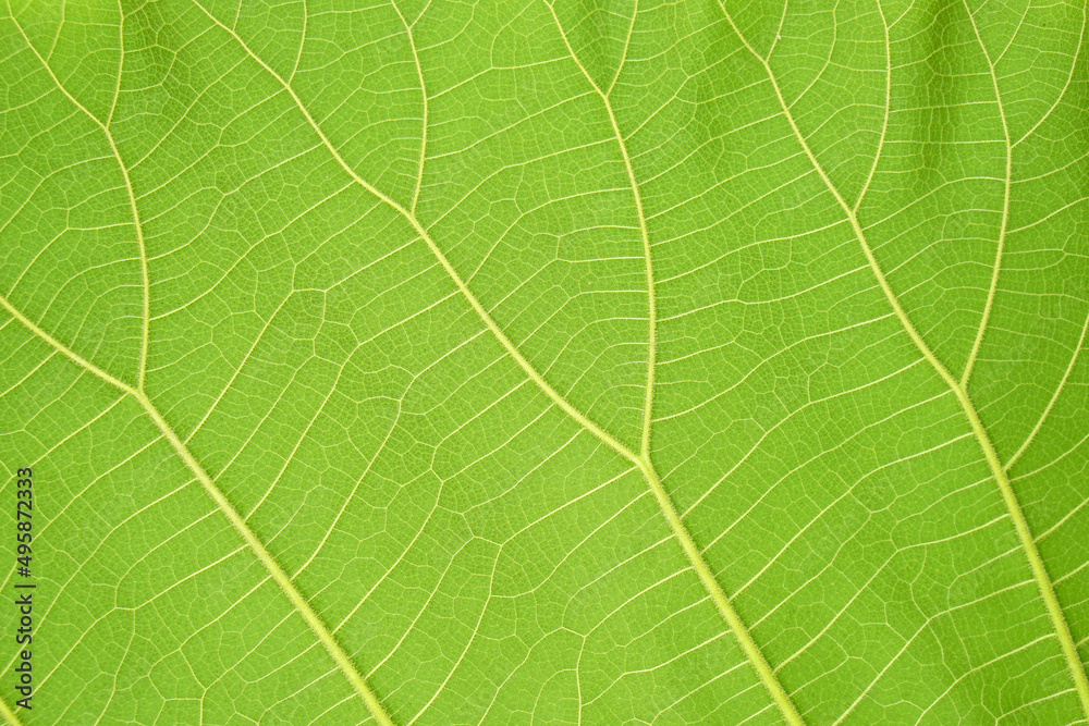 green leaf background with a beautiful leaf border pattern green leaf background with a beautiful leaf border pattern