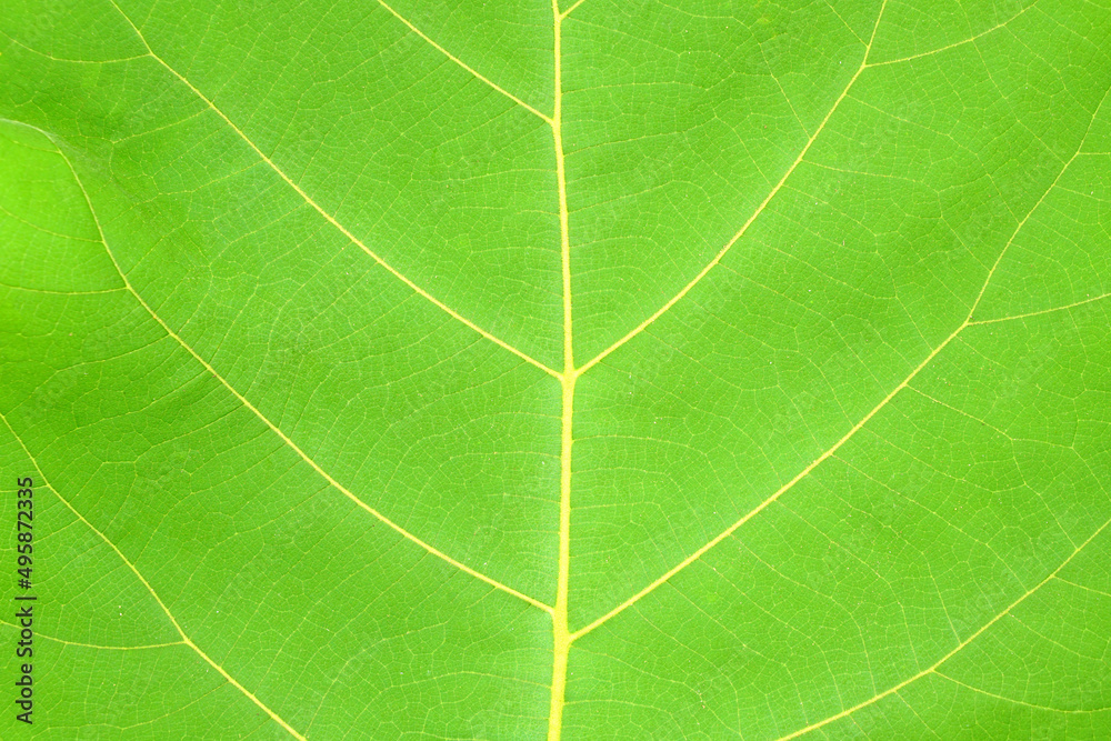 green leaf background with a beautiful leaf border pattern green leaf background with a beautiful leaf border pattern