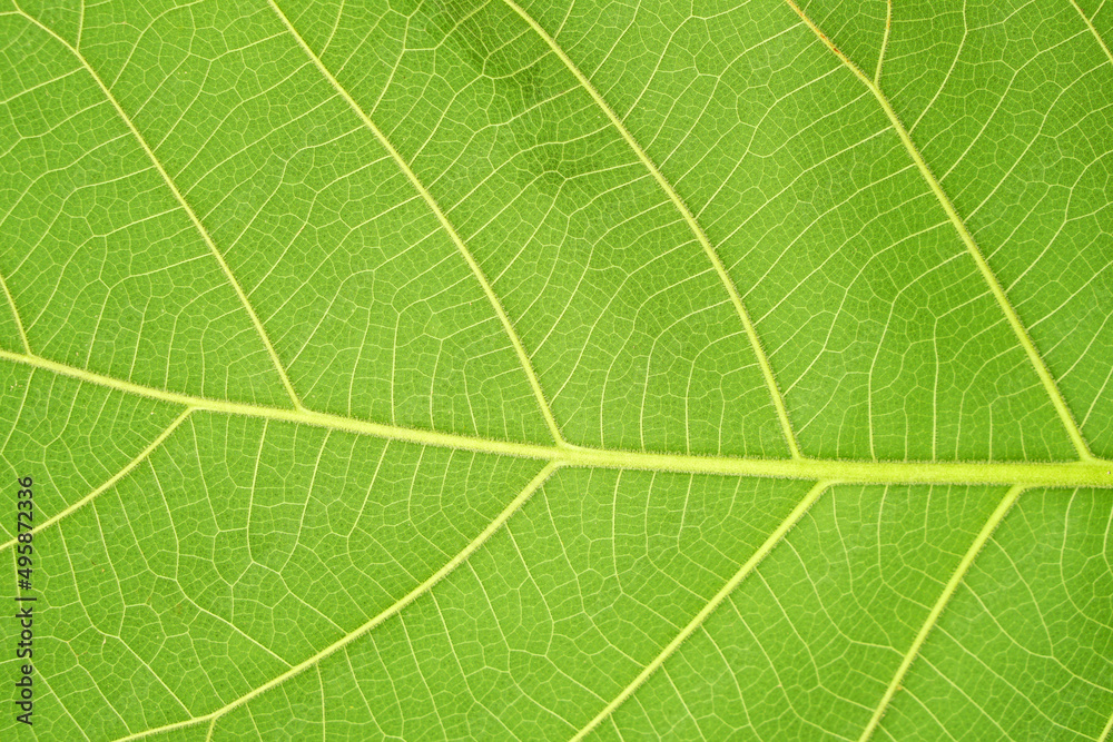 green leaf background with a beautiful leaf border pattern green leaf background with a beautiful leaf border pattern