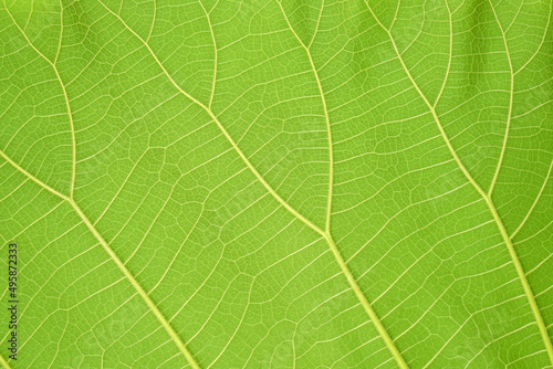 green leaf background with a beautiful leaf border pattern 
