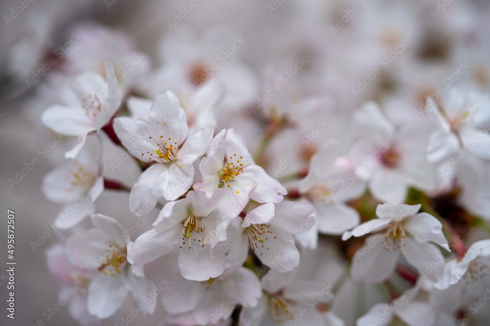 Someiyoshino-Sakura, the most loved cherry blossom in Japan with copy space