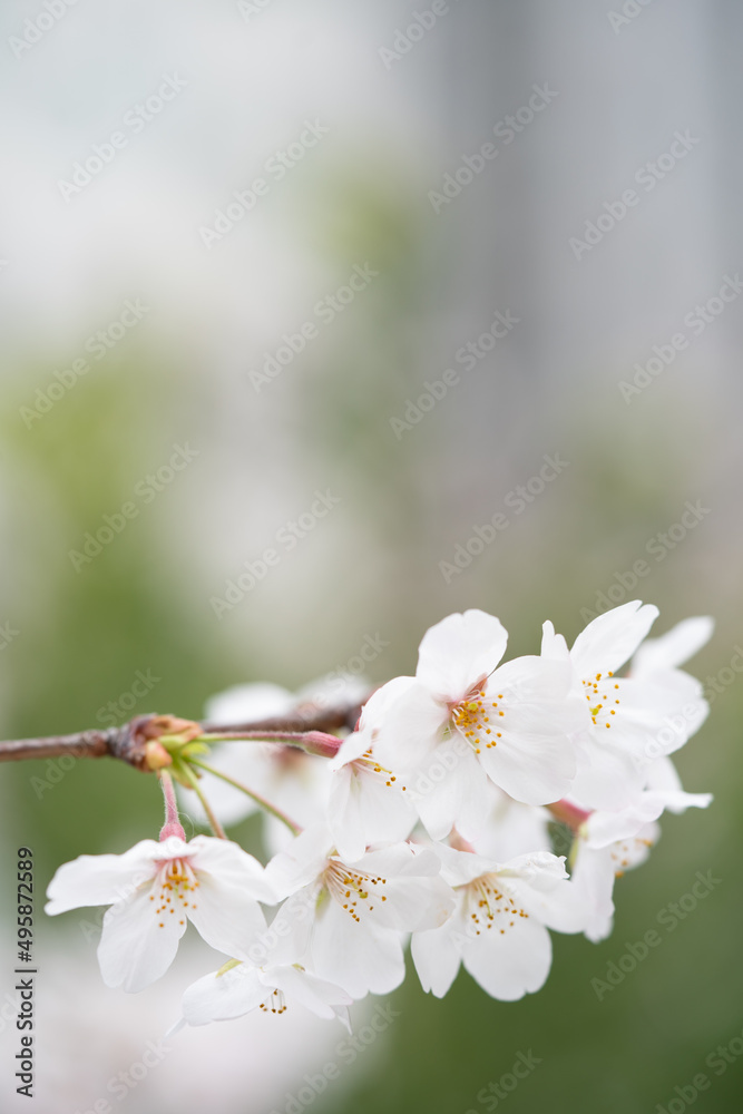 Someiyoshino-Sakura, the most loved cherry blossom in Japan with copy space Someiyoshino-Sakura, the most loved cherry blossom in Japan with copy space
