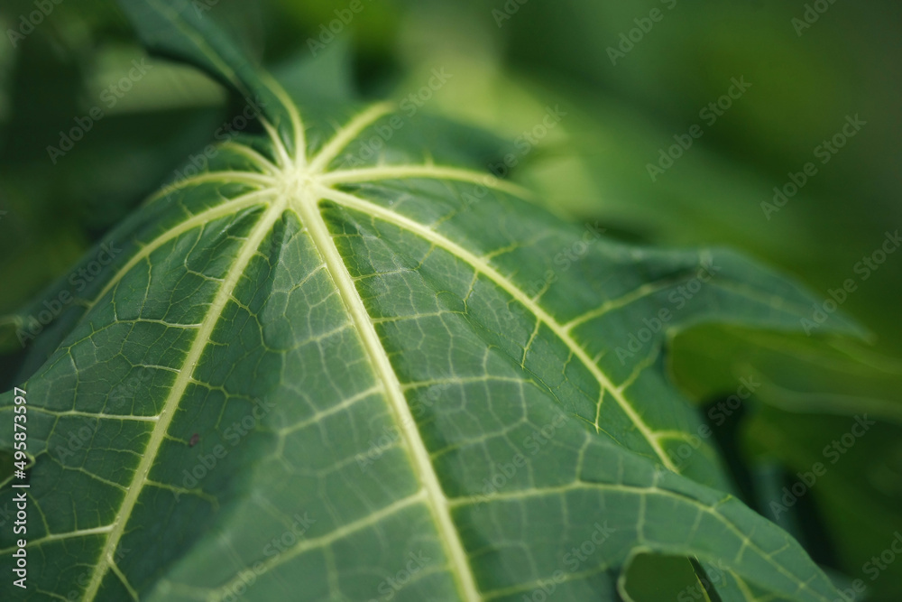 Leaves Tropical forest trees texture background wallpaper Leaves Tropical forest trees texture background wallpaper