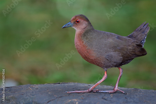 beautiful brown bird with red eyes having long legs and toes stepping up clean dirt pole expose over fine blur green background