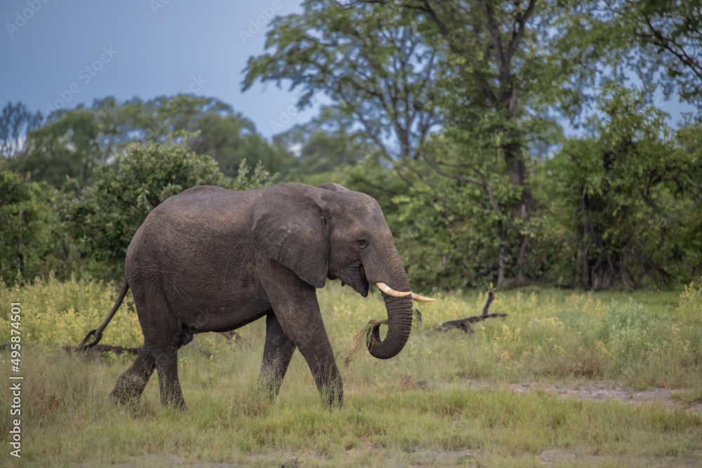 Clsoe up of African Bush Elephants walking on the road in wildlife reserve. Maasai Mara, Kenya, Africa. (Loxodonta africana) Clsoe up of African Bush Elephants walking on the road in wildlife reserve. Maasai Mara, Kenya, Africa. (Loxodonta africana)