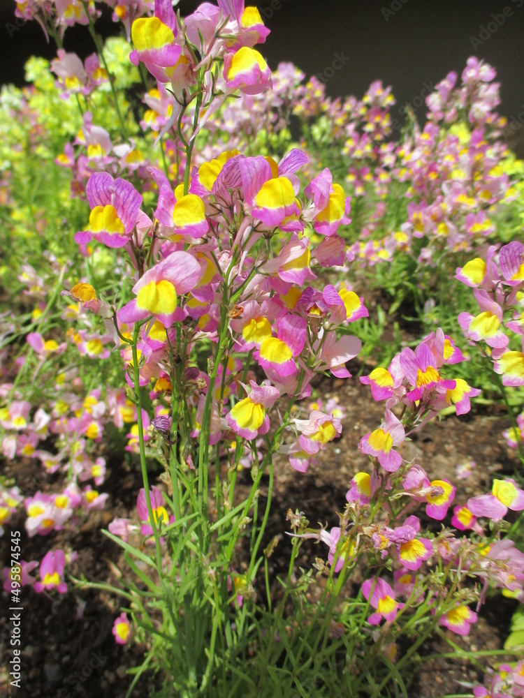 Fototapeta premium 色鮮やかな可憐な花を咲かせるヒメキンギョソウ（リナリア）の花々