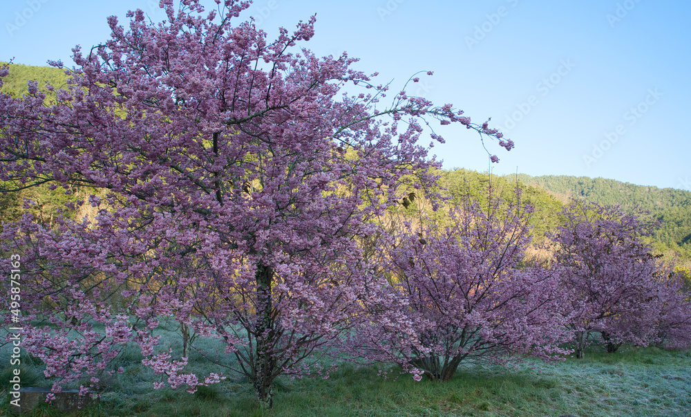 Beautiful pink cherry blooms (sakura tree) in the park. Beautiful pink cherry blooms (sakura tree) in the park.