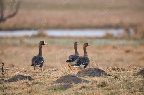 Greater White-fronted goose - Anser albifrons frontalis © Creaturart