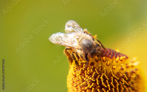 Fototapeta Naklejka Na Ścianę i Meble -  Honey bee covered with yellow pollen drink nectar, pollinating flower. Inspirational natural floral spring or summer blooming garden background. Life of insects. Extreme macro close up selective focus