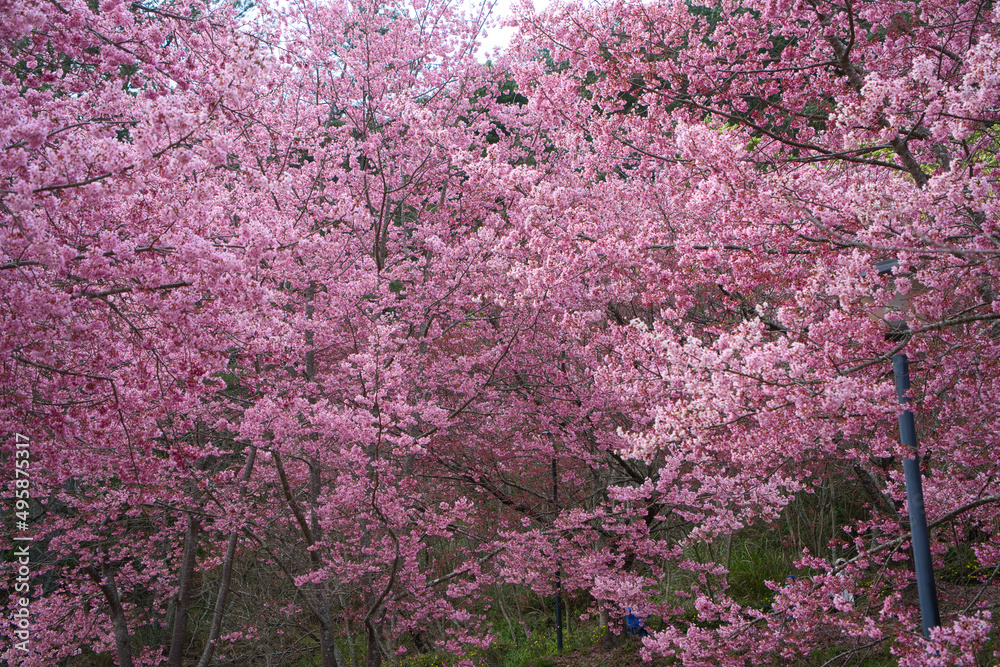 Beautiful pink cherry blooms (sakura tree) in the park. Beautiful pink cherry blooms (sakura tree) in the park.