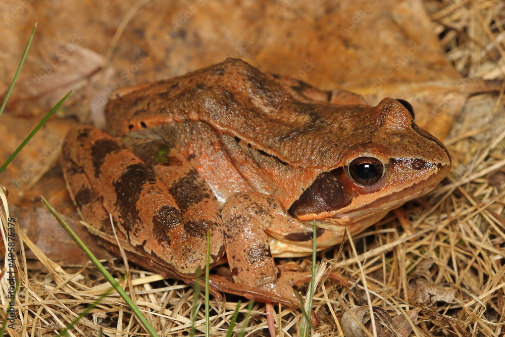The agile frog (Rana dalmatina) female in a natural habitat during night spring migration to the breeding pond The agile frog (Rana dalmatina) female in a natural habitat during night spring migration to the breeding pond