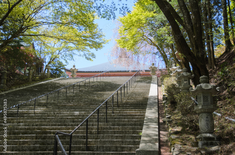 比叡山の桜