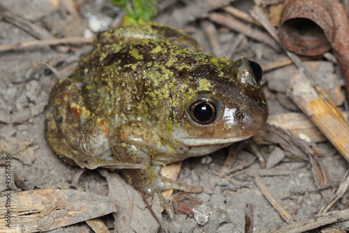 the common spadefoot, garlic toad, the common spadefoot toad, and the European common spadefoot (Pelobates fuscus) male in a natural habitat during a spring night migration photo