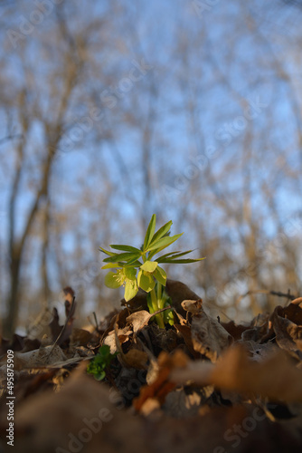 Green helleborus odorus wildflower closeup photo photo