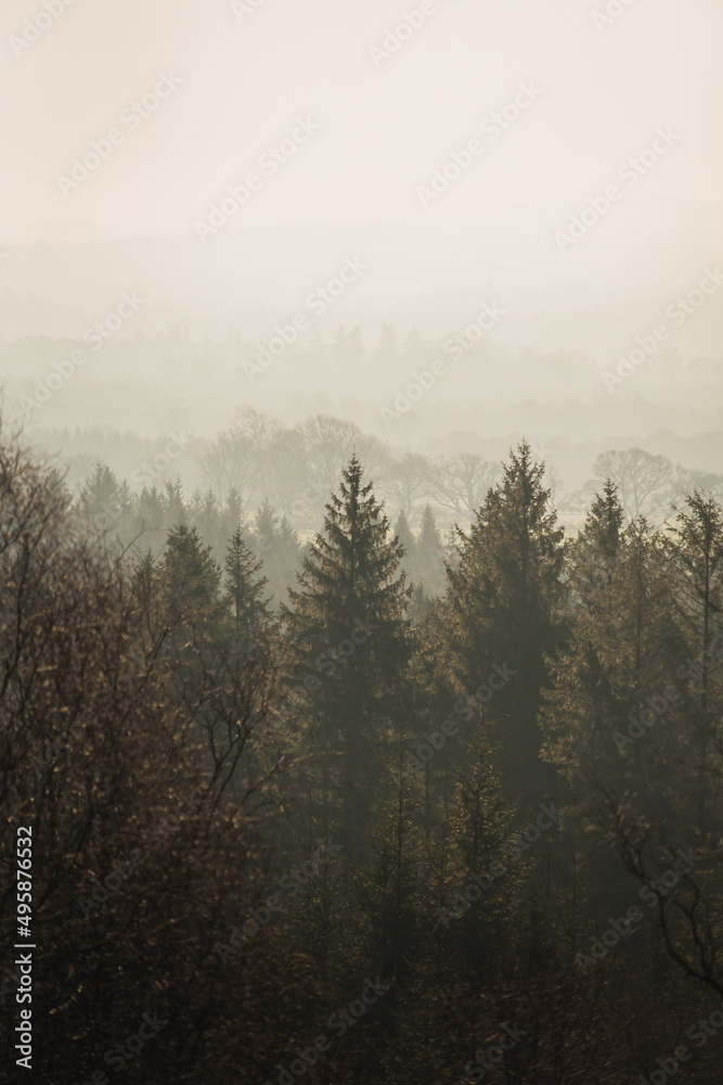 misty morning in the forest misty morning in the forest