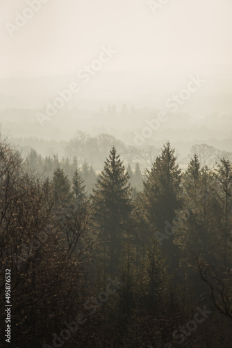 misty morning in the forest © Francisco