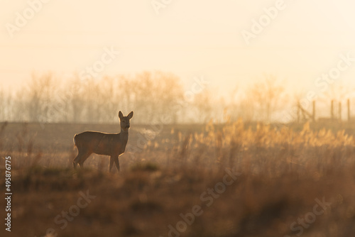 Foto Female roe deer at morning lights