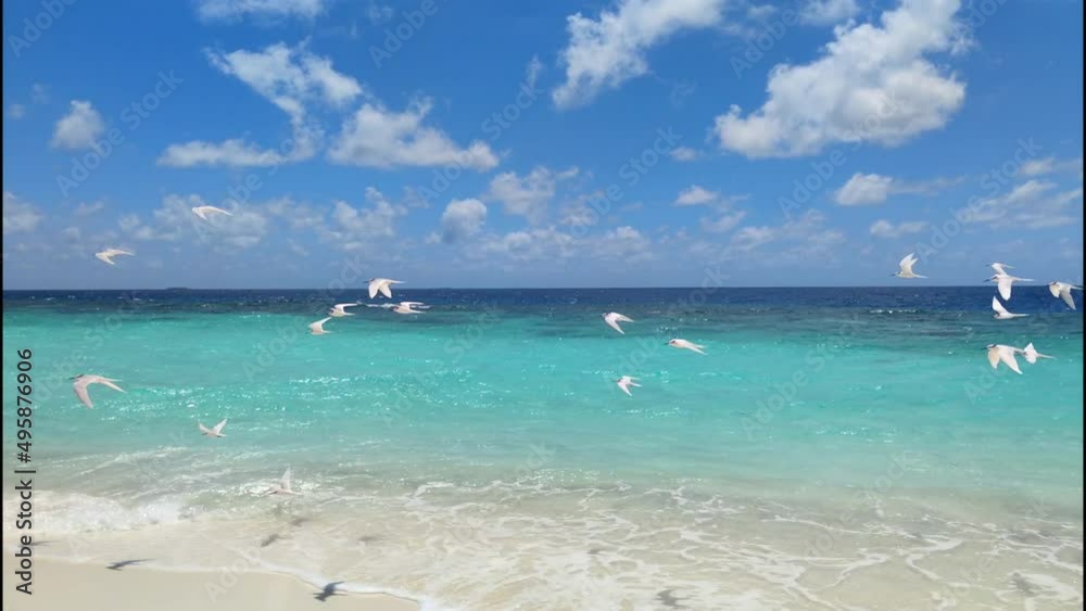 Seagulls fly on wild beach. Maldives. Seagulls fly on wild beach. Maldives.