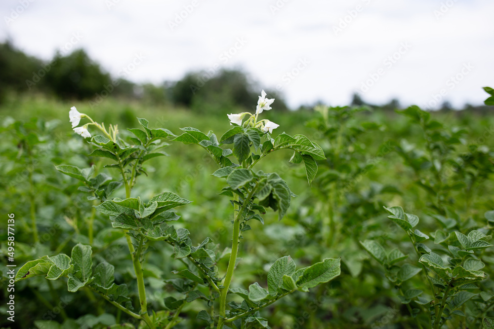 White potato flowers among leaves. Front view