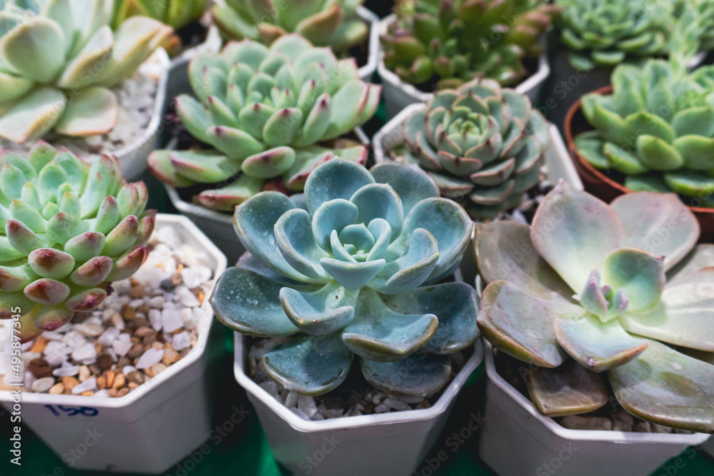 Obraz premium Cactus in a pot