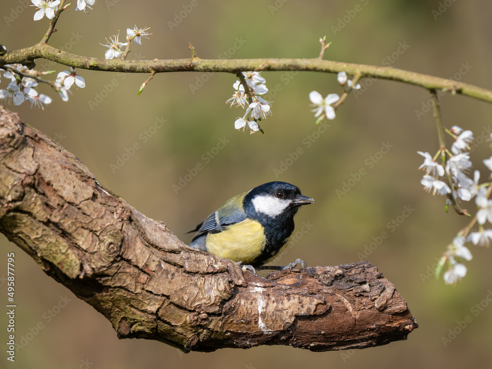 Obraz premium Great Tit Perched on a Branch