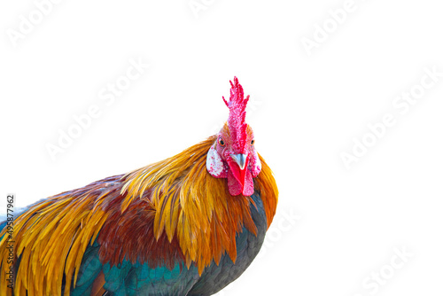 beautiful rooster isolated on white background