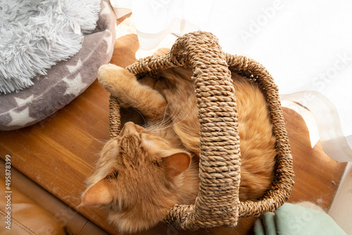 眠る猫　茶トラ猫 © rai