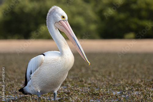 Australian Pelican on exposed sea grass, Tomaga River, NSW, March 2022