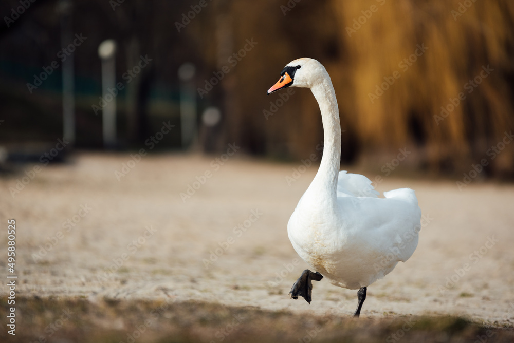 Swans, fowl Swans, fowl
