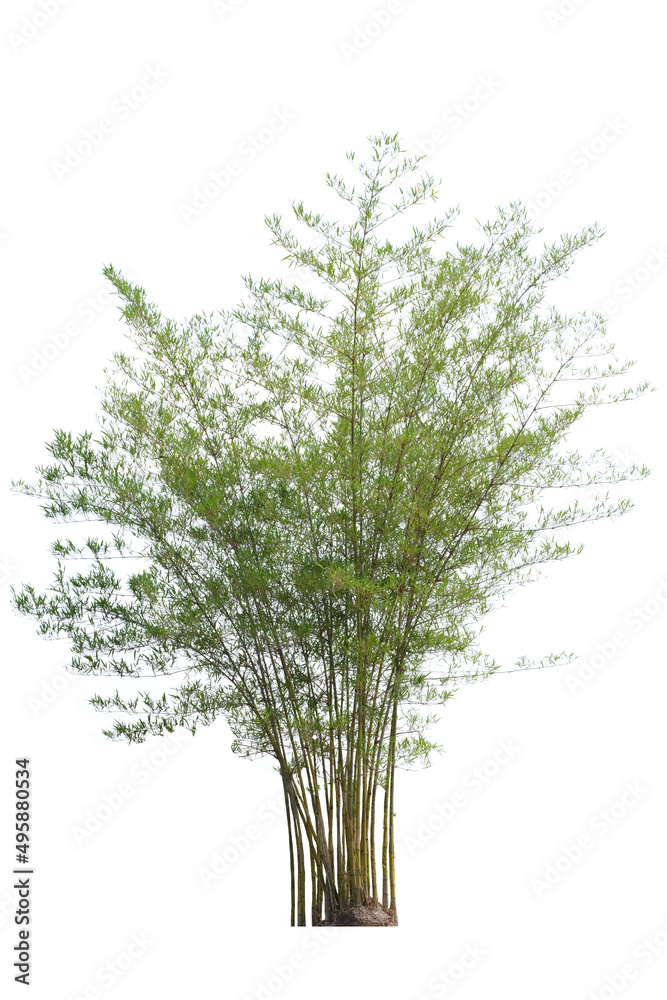 bamboo tree side view isolated on white background for landscape and architecture layout drawing, elements for environment and garden bamboo tree side view isolated on white background for landscape and architecture layout drawing, elements for environment and garden
