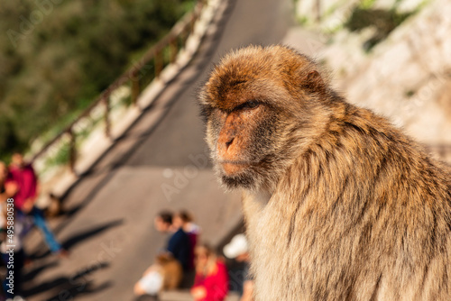 Foto grumpy looking Barbary macaque monkey on the Rock of Gibraltar
