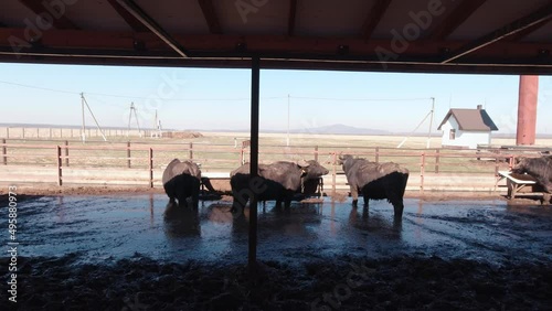 Herd of buffaloes on the farm slow motion dirty manure