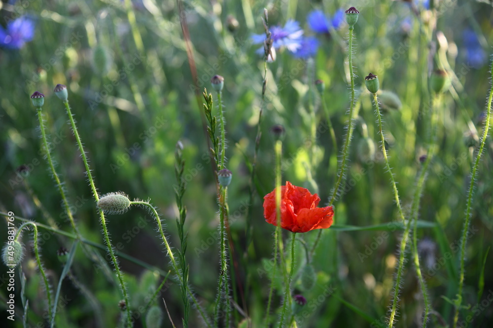 Obraz premium wilde Mohnblume