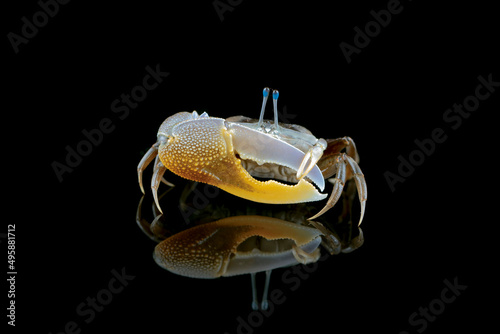 Beautiful yellow lemon Fiddler Crab or Calling Crab and its reflection on black background. photo