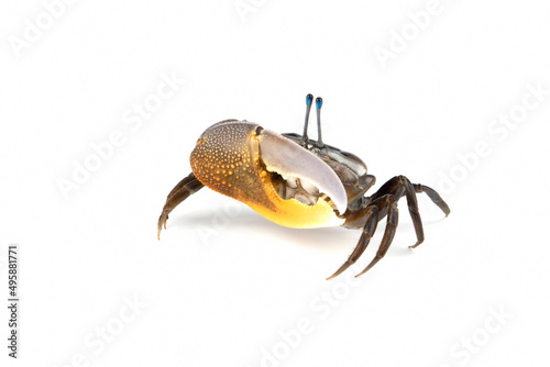 Beautiful yellow-lemon Fiddler Crab or Calling Crab or Commando Crab (Uca) isolated on white background. photo