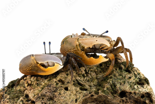 A pair of beautiful yellow-lemon Fiddler Crab or Calling Crab or Commando Crab on white background. photo