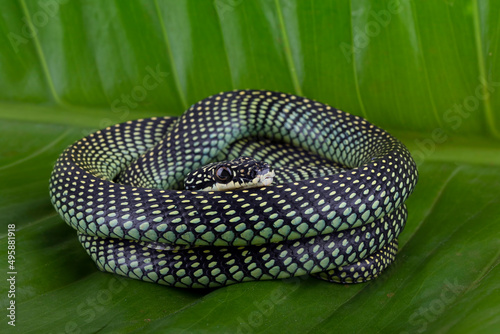 Baby Flying snake or Gliding snake (Chrysopelea) closeup isolated on a leaf. photo