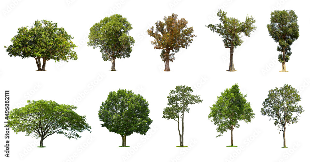 Collection of trees Isolated on white background, Exotic tropical tree for design. Collection of trees Isolated on white background, Exotic tropical tree for design.