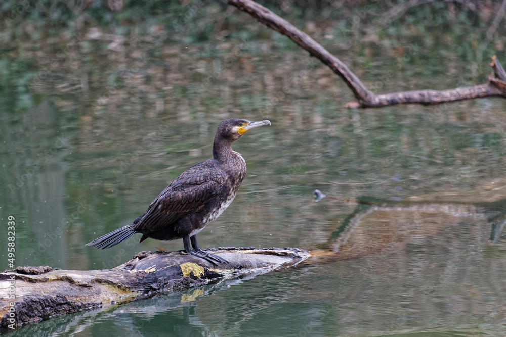 A great cormorant on a foating branch A great cormorant on a foating branch