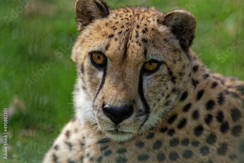 Cheetah looks at the camera